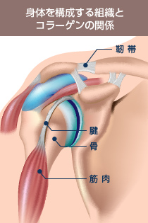 身体を構成する組織とコラーゲンの関係